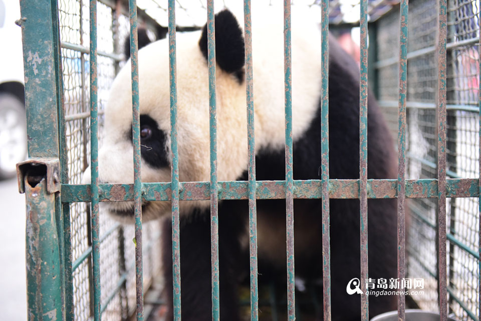 组图:两只大熊猫来青坐飞机回家 专享有氧货舱