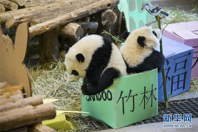 加拿大出生的龙凤胎熊猫宝宝欢庆周岁（图）