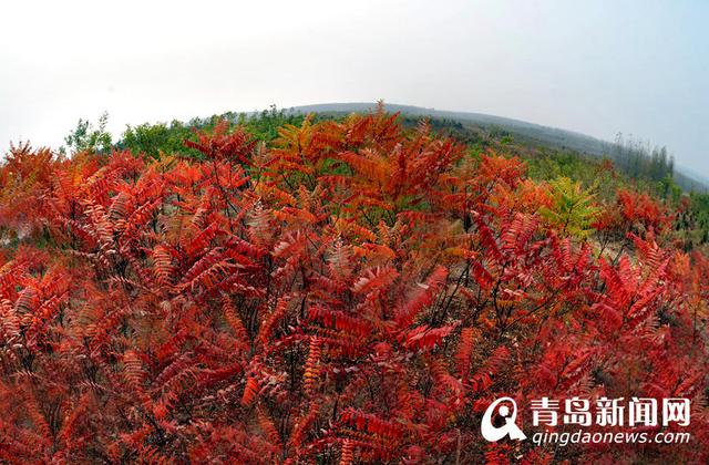 【美丽乡村】胶州洋河镇:感受悠然乡村慢生活