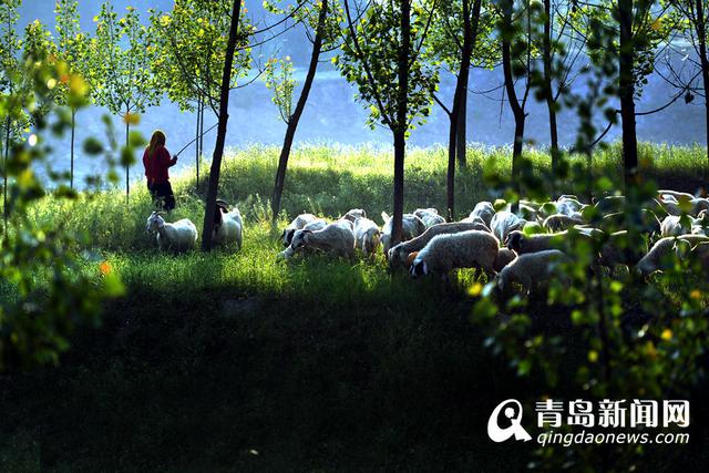 【美丽乡村】胶州洋河镇:感受悠然乡村慢生活