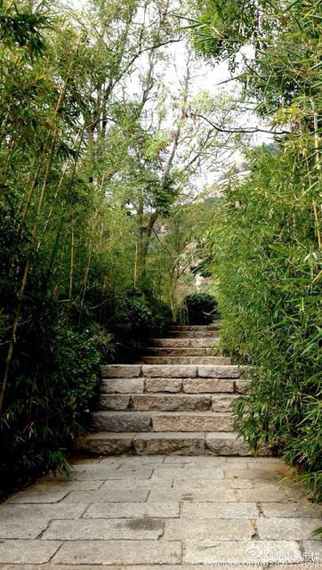 李沧竹子庵现1600岁高龄银杏古树 李沧竹子庵现1600岁高龄银杏古树