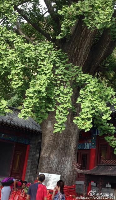 李沧竹子庵现1600岁高龄银杏古树 李沧竹子庵现1600岁高龄银杏古树