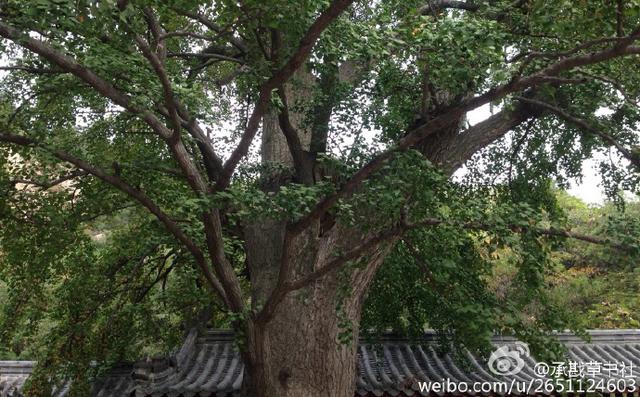 李沧竹子庵现1600岁高龄银杏古树 李沧竹子庵现1600岁高龄银杏古树