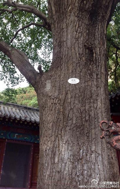 李沧竹子庵现1600岁高龄银杏古树 李沧竹子庵现1600岁高龄银杏古树