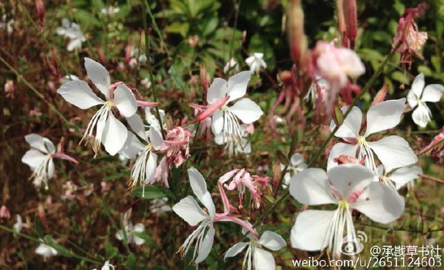 李沧竹子庵现1600岁高龄银杏古树 李沧竹子庵现1600岁高龄银杏古树