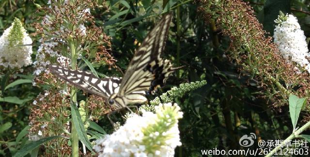 李沧竹子庵现1600岁高龄银杏古树 李沧竹子庵现1600岁高龄银杏古树