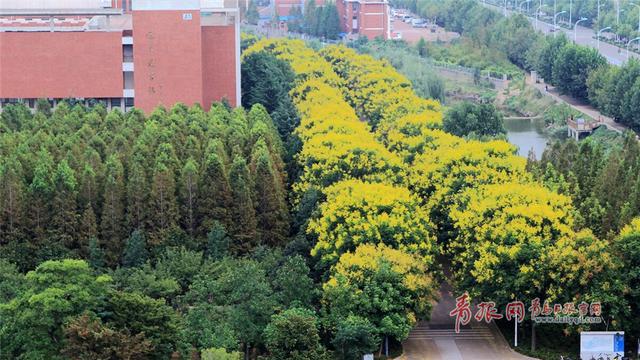 组图：一场秋雨过后，青岛这所高校美成了一幅画！