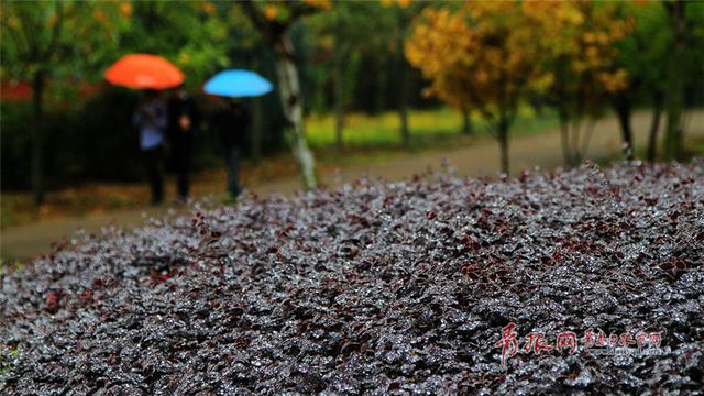 组图：一场秋雨过后，青岛这所高校美成了一幅画！