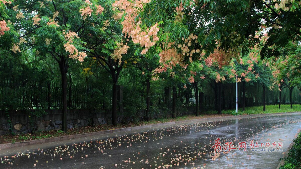 组图：一场秋雨过后，青岛这所高校美成了一幅画！