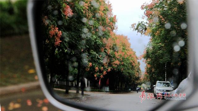 组图：一场秋雨过后，青岛这所高校美成了一幅画！