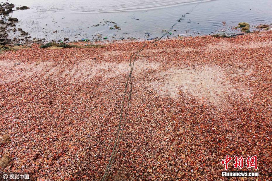 青岛遇天文大潮 大片贝壳堆积成滩(图)