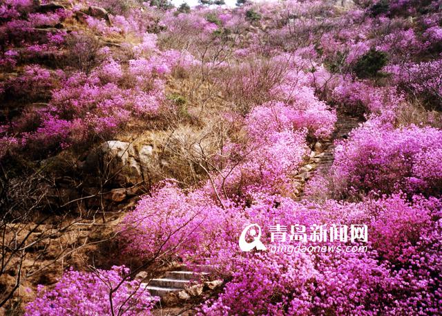 【美丽乡村】黄岛滨海街道:岸海名山旅游胜地