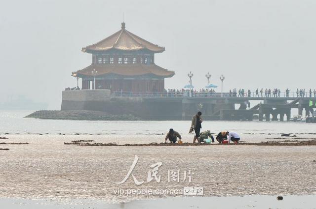 青岛天文大潮退潮现大面积滩涂 栈桥秒变赶海乐园 青岛天文大潮退潮现大面积滩涂 栈桥秒变赶海乐园
