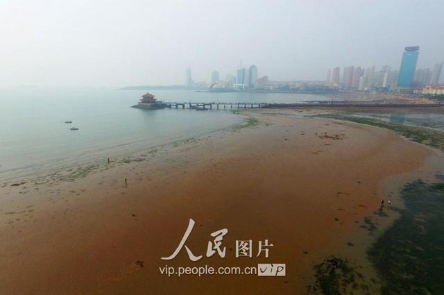 青岛天文大潮退潮现大面积滩涂 栈桥秒变赶海乐园 青岛天文大潮退潮现大面积滩涂 栈桥秒变赶海乐园