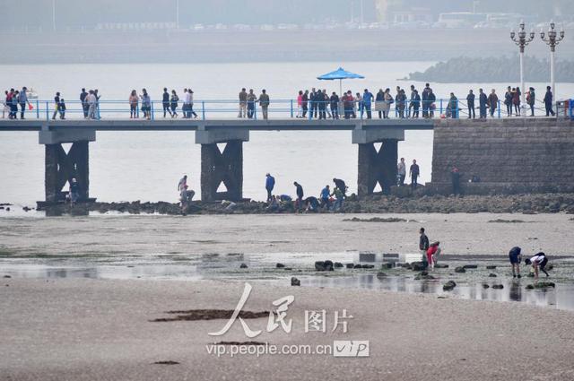 青岛天文大潮退潮现大面积滩涂 栈桥秒变赶海乐园 青岛天文大潮退潮现大面积滩涂 栈桥秒变赶海乐园