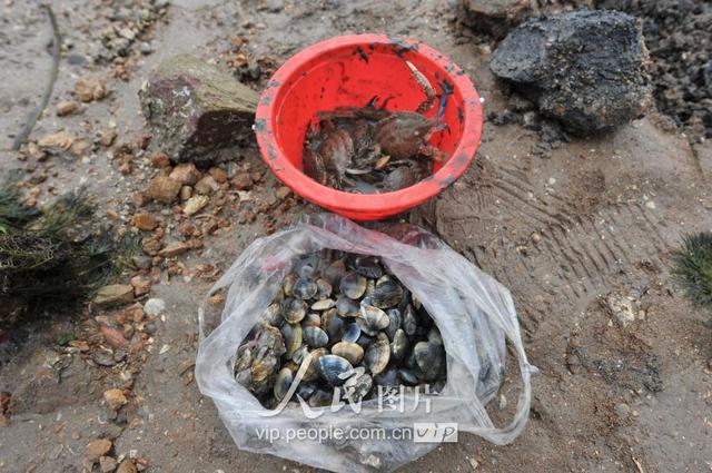 青岛天文大潮退潮现大面积滩涂 栈桥秒变赶海乐园 青岛天文大潮退潮现大面积滩涂 栈桥秒变赶海乐园