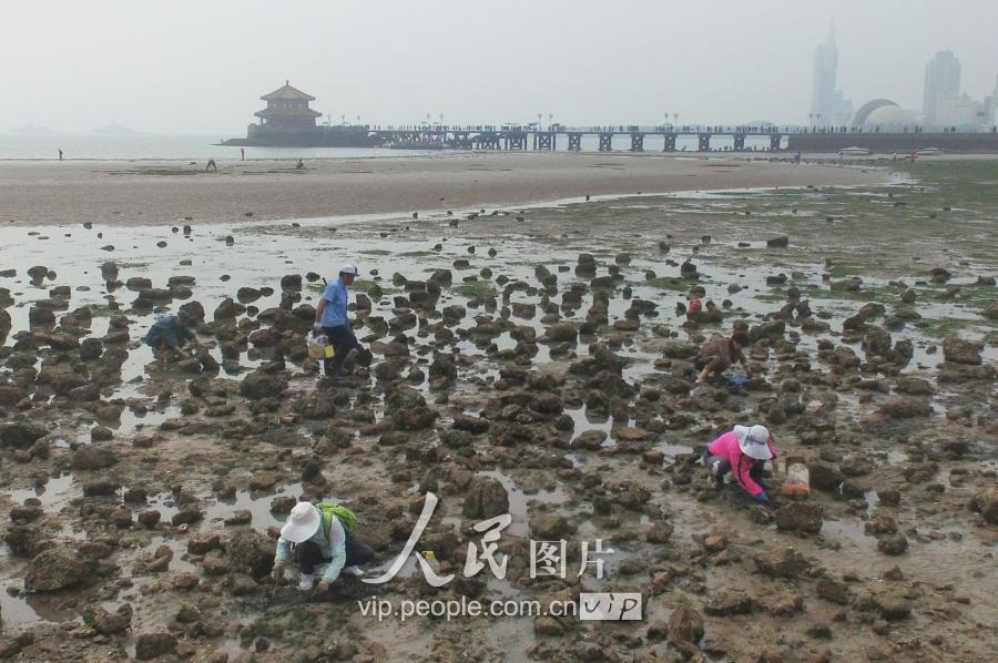 青岛天文大潮退潮现大面积滩涂 栈桥秒变赶海乐园