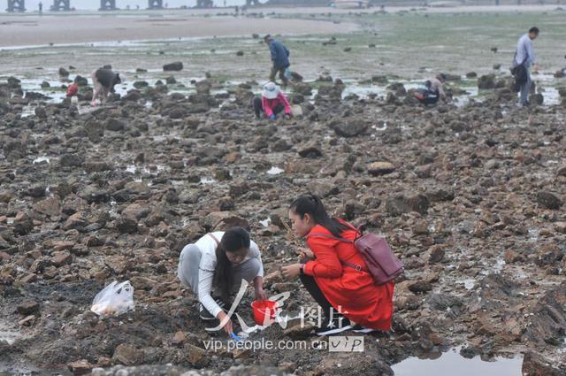 青岛天文大潮退潮现大面积滩涂 栈桥秒变赶海乐园 青岛天文大潮退潮现大面积滩涂 栈桥秒变赶海乐园