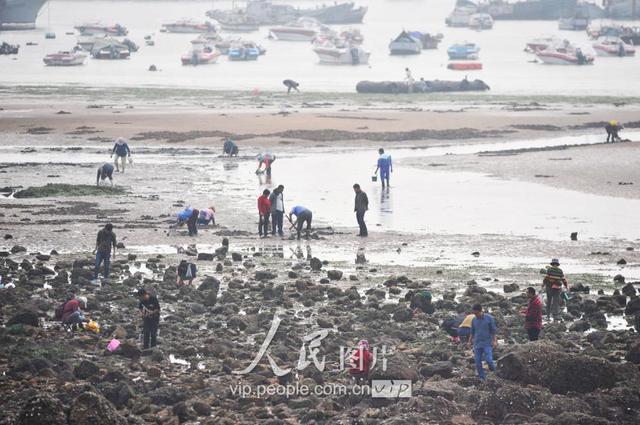 青岛天文大潮退潮现大面积滩涂 栈桥秒变赶海乐园 青岛天文大潮退潮现大面积滩涂 栈桥秒变赶海乐园