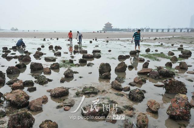青岛天文大潮退潮现大面积滩涂 栈桥秒变赶海乐园 青岛天文大潮退潮现大面积滩涂 栈桥秒变赶海乐园