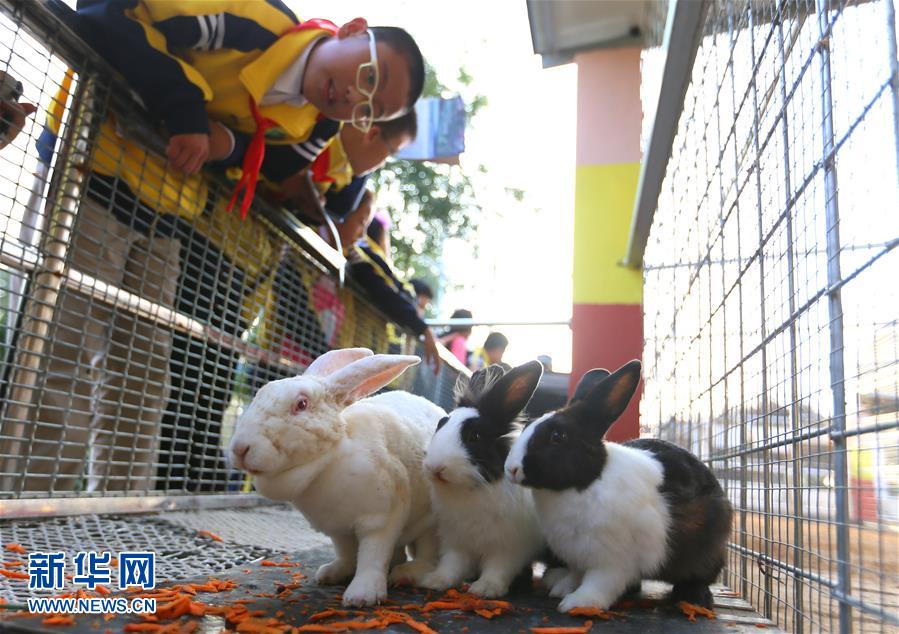 青岛一学校将动物园搬进校园 引进30余种动物