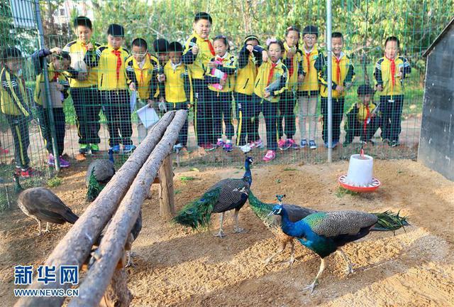 青岛一学校将动物园搬进校园 引进30余种动物