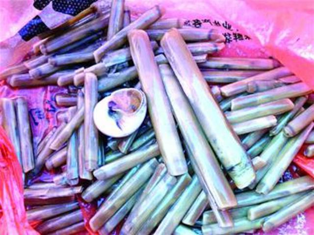 捉蛏子方法揭秘 先将沙碾实再往窝口撒盐