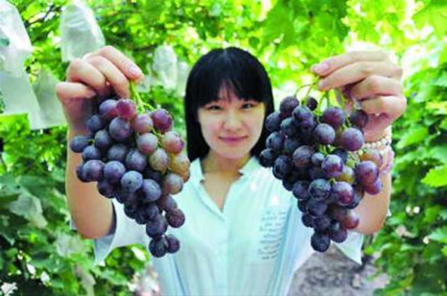 平度大泽山48.5亿打造大泽葡萄旅游古镇