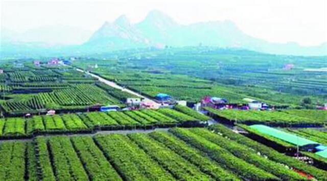 平度大泽山48.5亿打造大泽葡萄旅游古镇