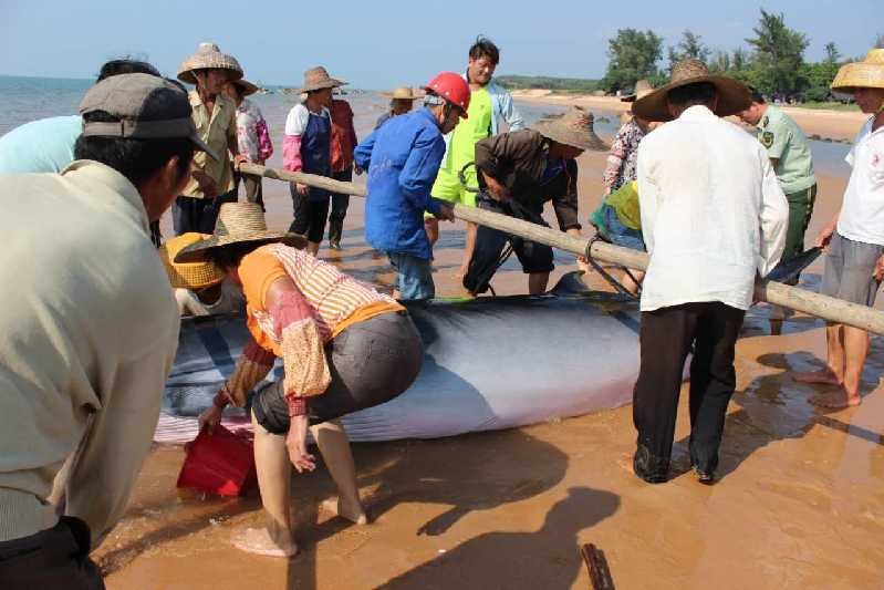 重达几吨鲸鱼海滩搁浅 警民合力救援终获重生