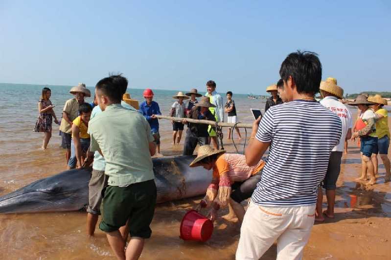 重达几吨鲸鱼海滩搁浅 警民合力救援终获重生