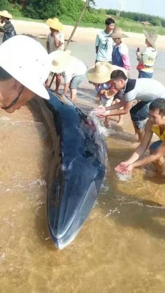 重达几吨鲸鱼海滩搁浅 警民合力救援终获重生