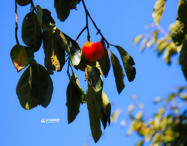 高清:走进十月世博园 色彩斑斓尽显金秋美景 高清:走进十月世博园 色彩斑斓尽显金秋美景
