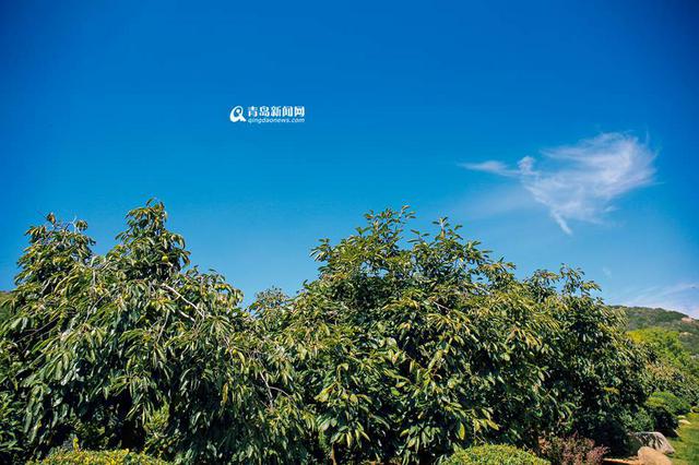 高清:走进十月世博园 色彩斑斓尽显金秋美景 高清:走进十月世博园 色彩斑斓尽显金秋美景