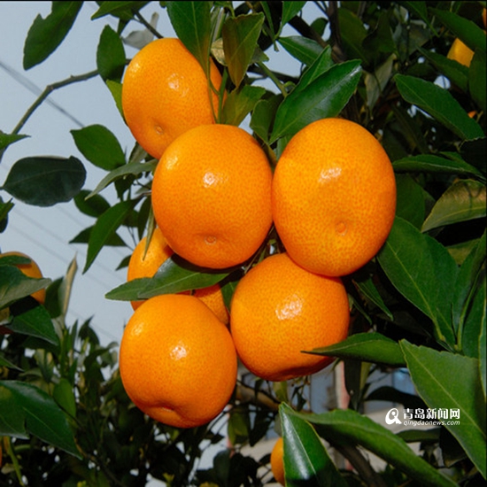 谁说橘生淮北则为枳 胶州农民种植蜜橘获成功