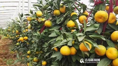 谁说橘生淮北则为枳 胶州农民种植蜜橘获成功