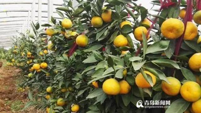 谁说橘生淮北则为枳 胶州农民种植蜜橘获成功 谁说橘生淮北则为枳 胶州农民种植蜜橘获成功