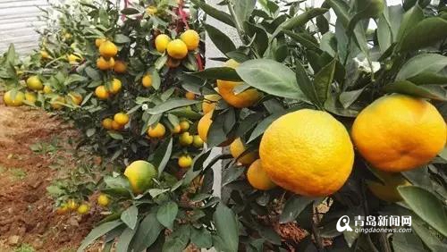 谁说橘生淮北则为枳 胶州农民种植蜜橘获成功