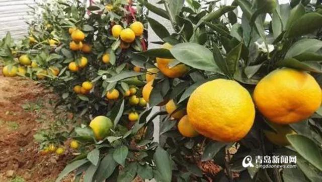 谁说橘生淮北则为枳 胶州农民种植蜜橘获成功 谁说橘生淮北则为枳 胶州农民种植蜜橘获成功