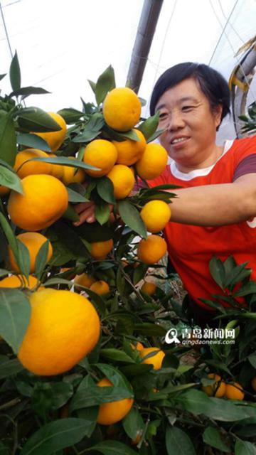 谁说橘生淮北则为枳 胶州农民种植蜜橘获成功 谁说橘生淮北则为枳 胶州农民种植蜜橘获成功