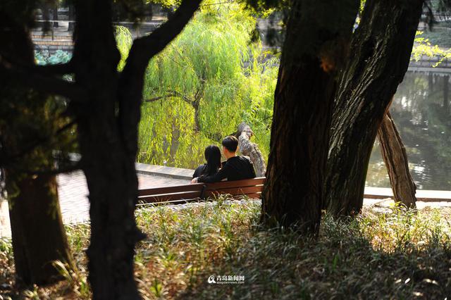 高清:青岛有条绝美的松林小径 藏在八大关里