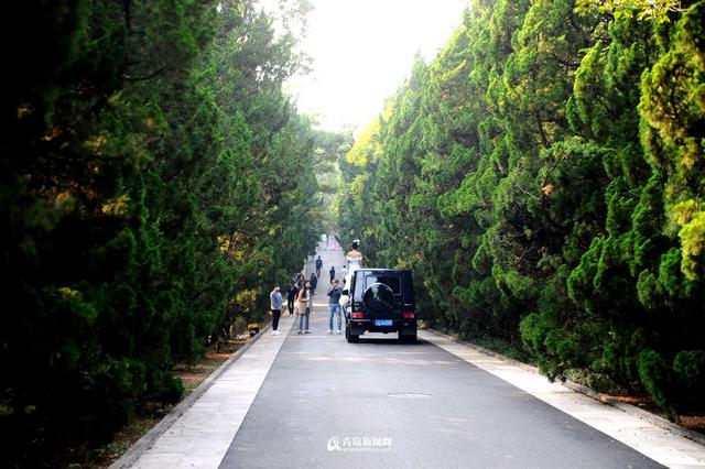 高清:青岛有条绝美的松林小径 藏在八大关里