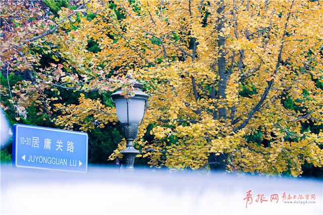 组图：青岛八大关银杏进入观赏季 金色遍布景如画