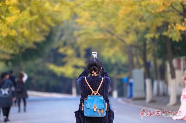 组图：青岛八大关银杏进入观赏季 金色遍布景如画