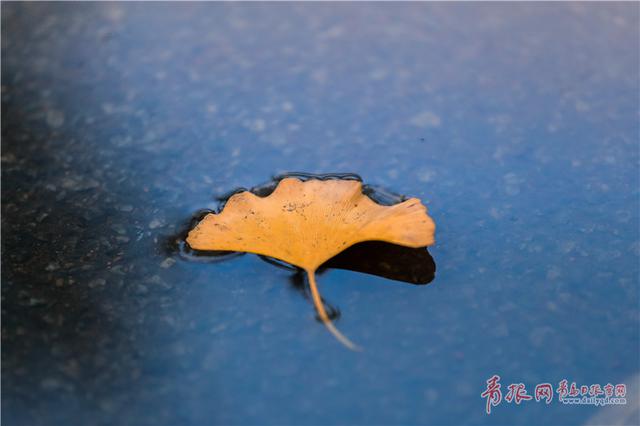 组图：青岛八大关银杏进入观赏季 金色遍布景如画