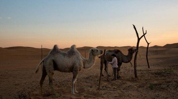 许多居民在腾格里沙漠的边缘放牧牲畜，或者经营小型观光园。但官员称，和气候变化一样，过度放牧也是导致沙漠不断扩大的一个因素。（美国《纽约时报》网站）