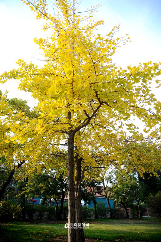 高清：一年中最美的季节 八大关开启金色模式