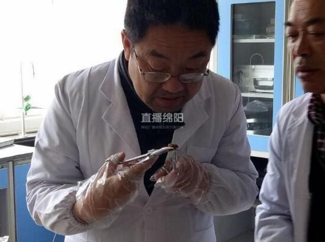 绵阳母羊胃里取出6颗“羊宝” 网传价值600多万（图）