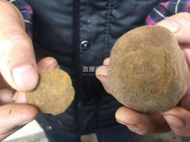 绵阳母羊胃里取出6颗“羊宝” 网传价值600多万（图）