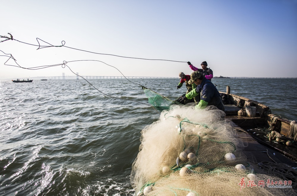 实拍胶州湾小围网捕鱼 记录渔民的勤劳与智慧